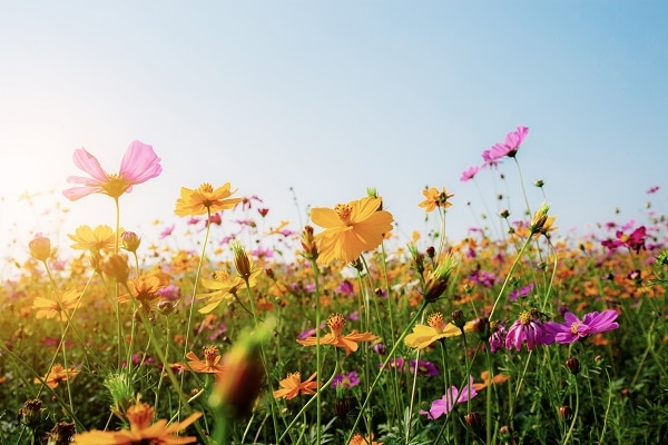 De lente: het opleidingsseizoen bij uitstek